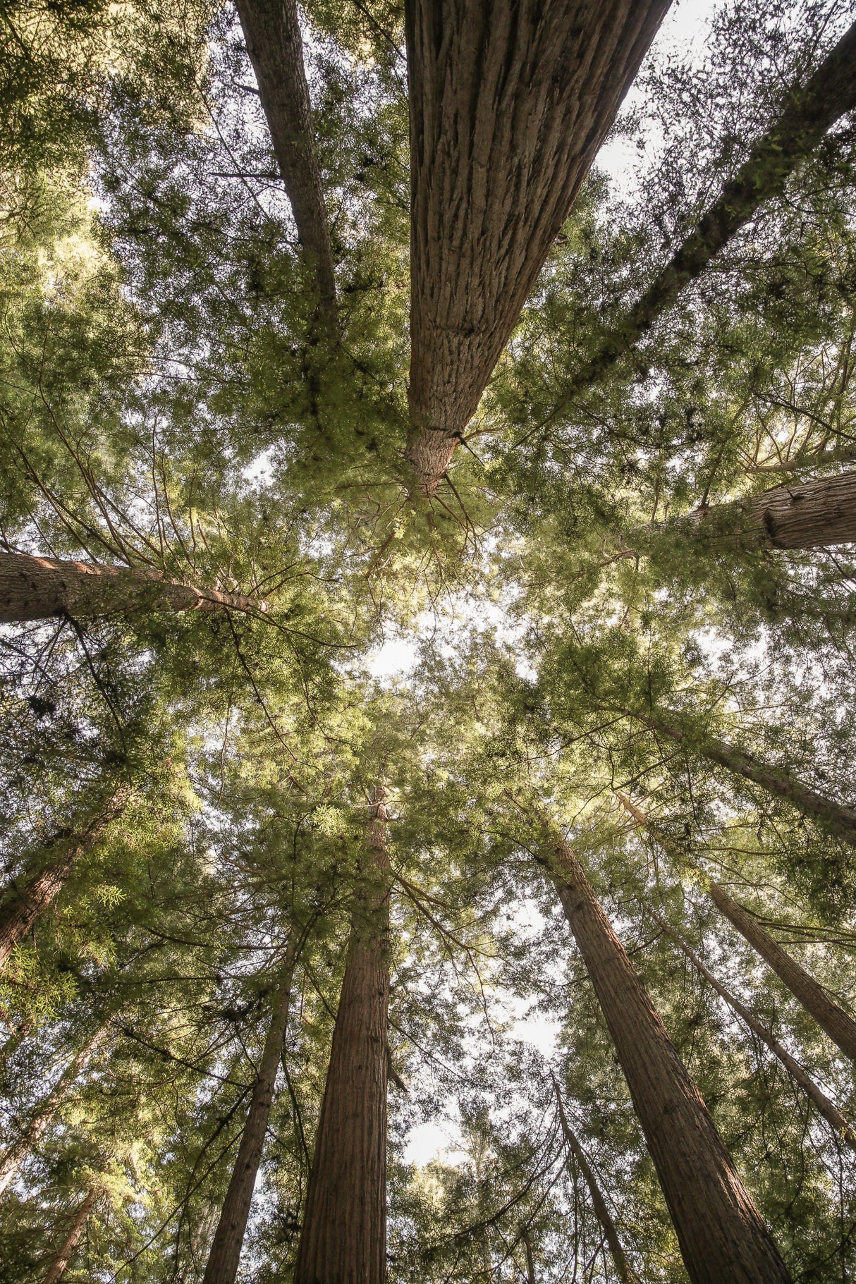 Reedwood Forest Poster och Canvastavla
