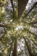 Reedwood Forest Poster och Canvastavla