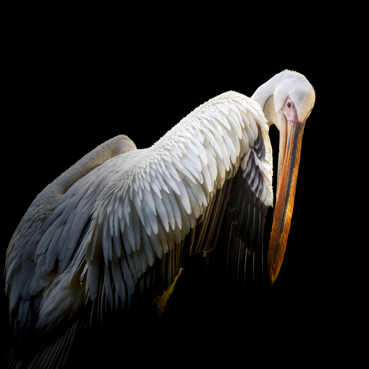 Pelican Poster och Canvastavla