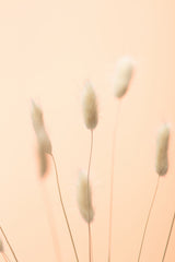 Bunny Grass Peach 04 Poster och Canvastavla