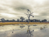 Moody day in Africa Poster och Canvastavla