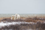 Mother &amp; cubs at the seaside Poster och Canvastavla