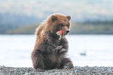 A bear cub and its yummy sockeye salmon tail Poster och Canvastavla
