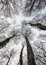 Forest No1 Poster och Canvastavla
