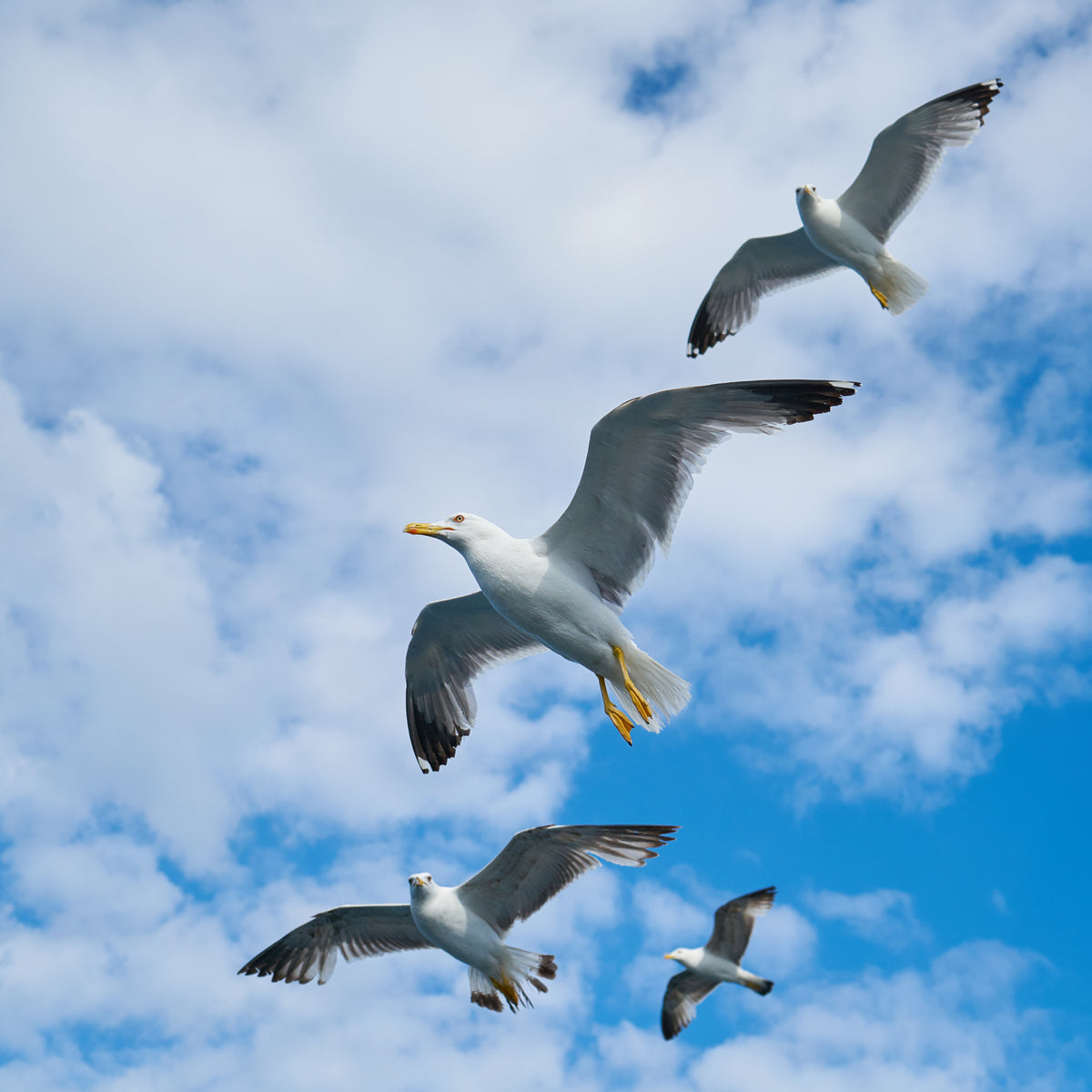 flying seagull Poster och Canvastavla