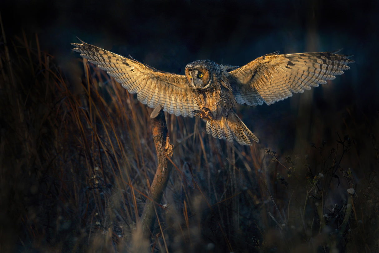 Long-eared owl Poster och Canvastavla