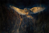 Long-eared owl Poster och Canvastavla