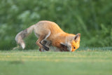 Hunting Poster och Canvastavla