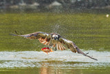 Splashing... Poster och Canvastavla