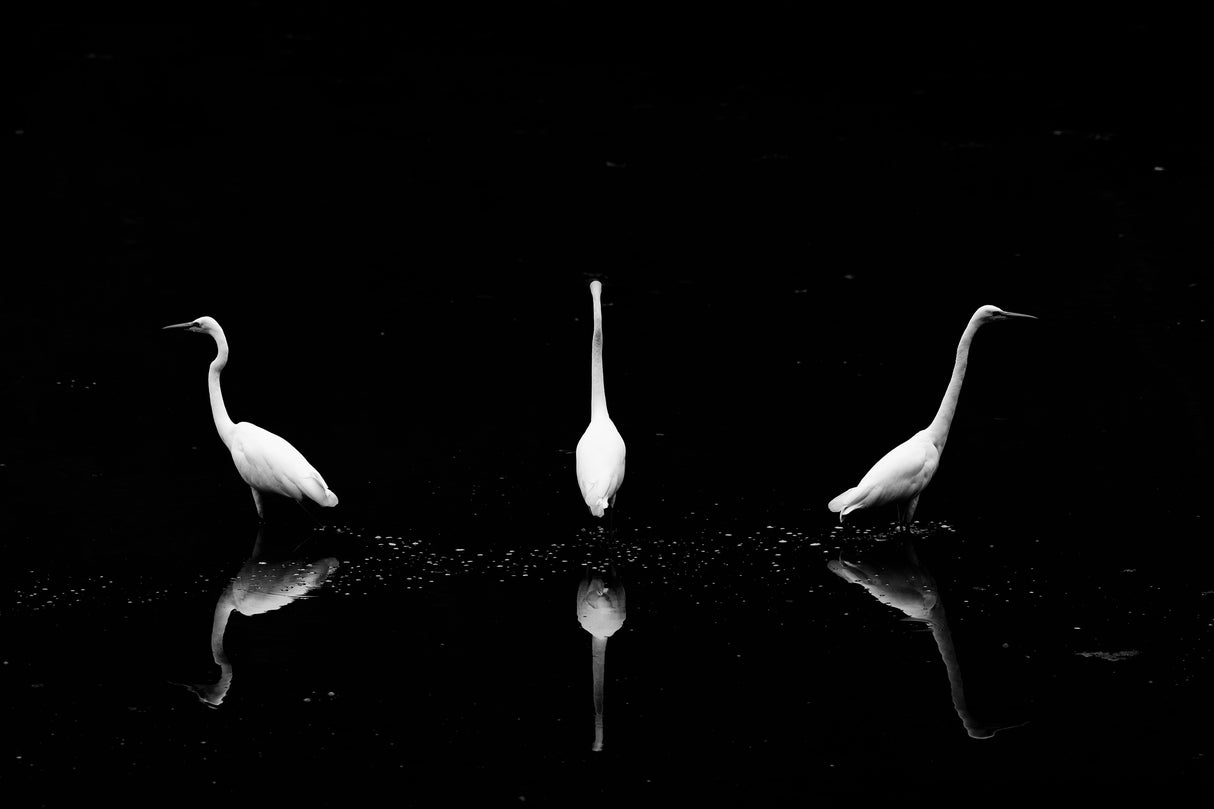 Trio of Egret Poster och Canvastavla