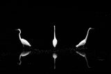 Trio of Egret Poster och Canvastavla