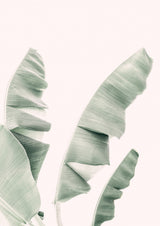 Blush Banana Leaves Poster och Canvastavla