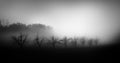 Trees in the mist Poster och Canvastavla