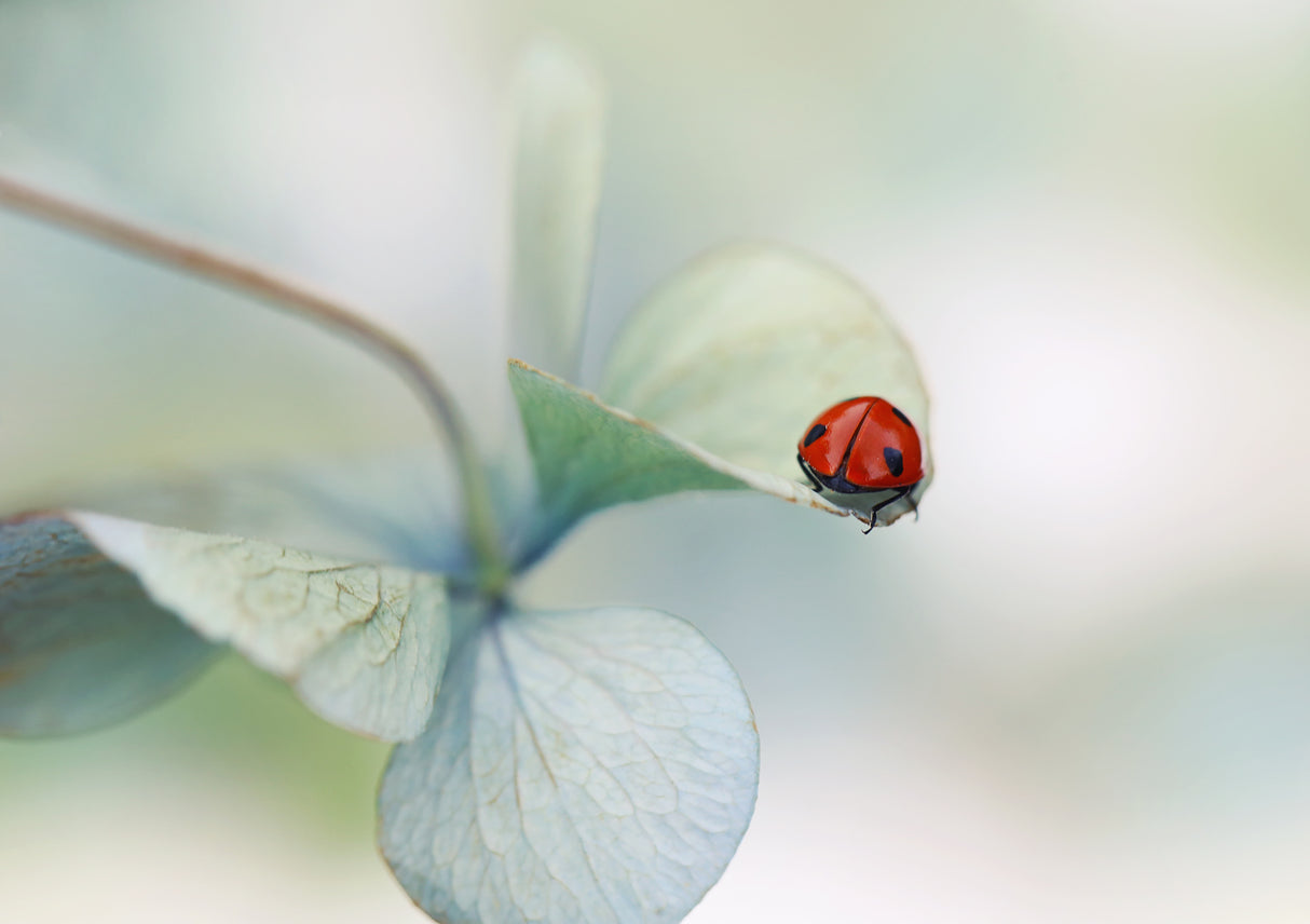 Ladybird on hydrangea.... Poster och Canvastavla