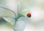 Ladybird on hydrangea.... Poster och Canvastavla