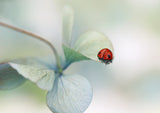 Ladybird on hydrangea.... Poster och Canvastavla