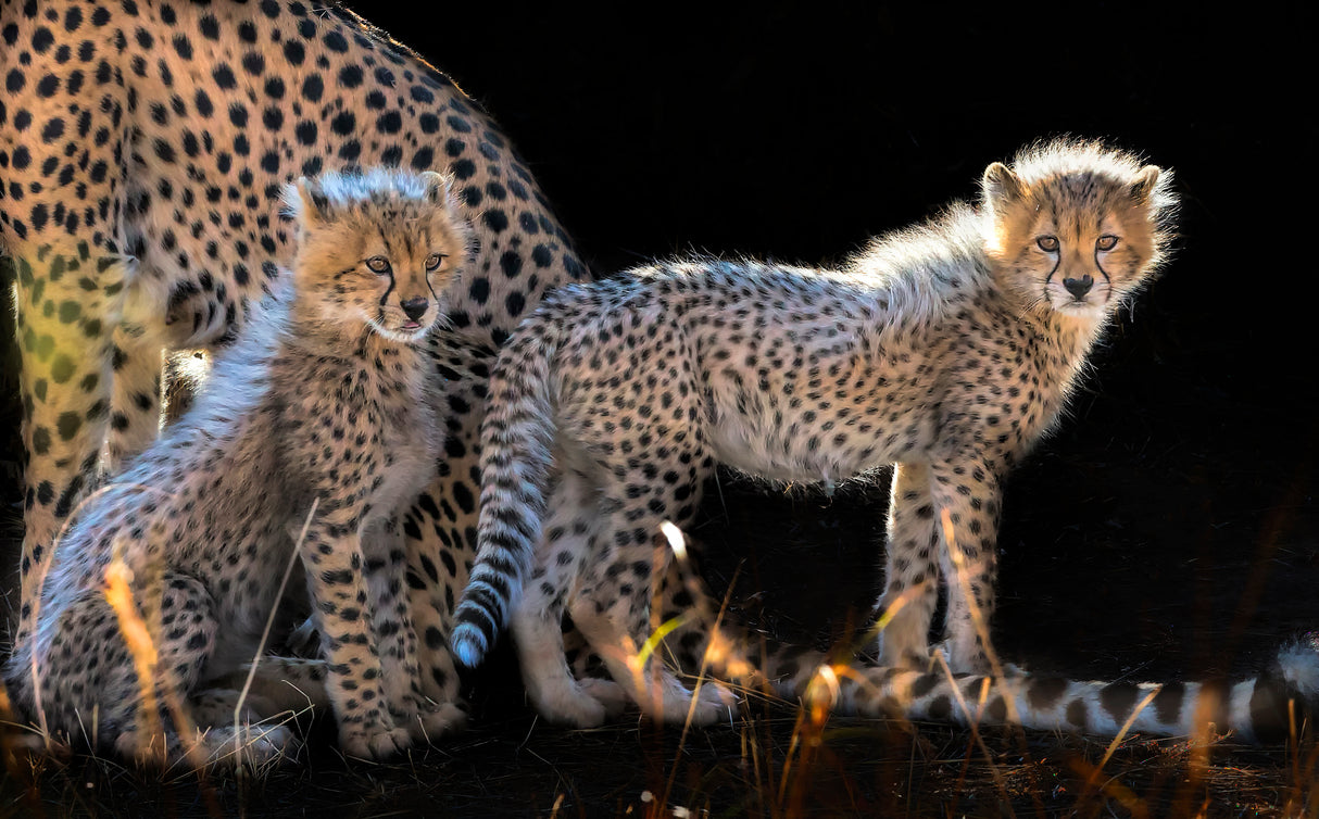 Baby Cheetahs Poster och Canvastavla