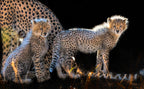 Baby Cheetahs Poster och Canvastavla