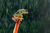 Red eye tree frog in the  rain Poster och Canvastavla