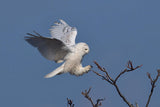 Snowy Owl Poster och Canvastavla