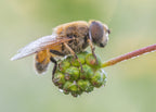 Eristalis Arbustorum (Male) Poster och Canvastavla