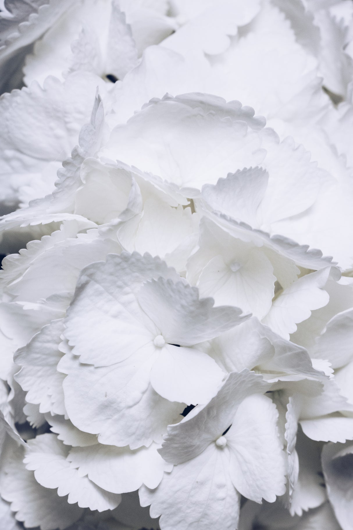 Lovely Wings - White Hydrangea Poster och Canvastavla