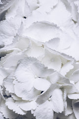 Lovely Wings - White Hydrangea Poster och Canvastavla
