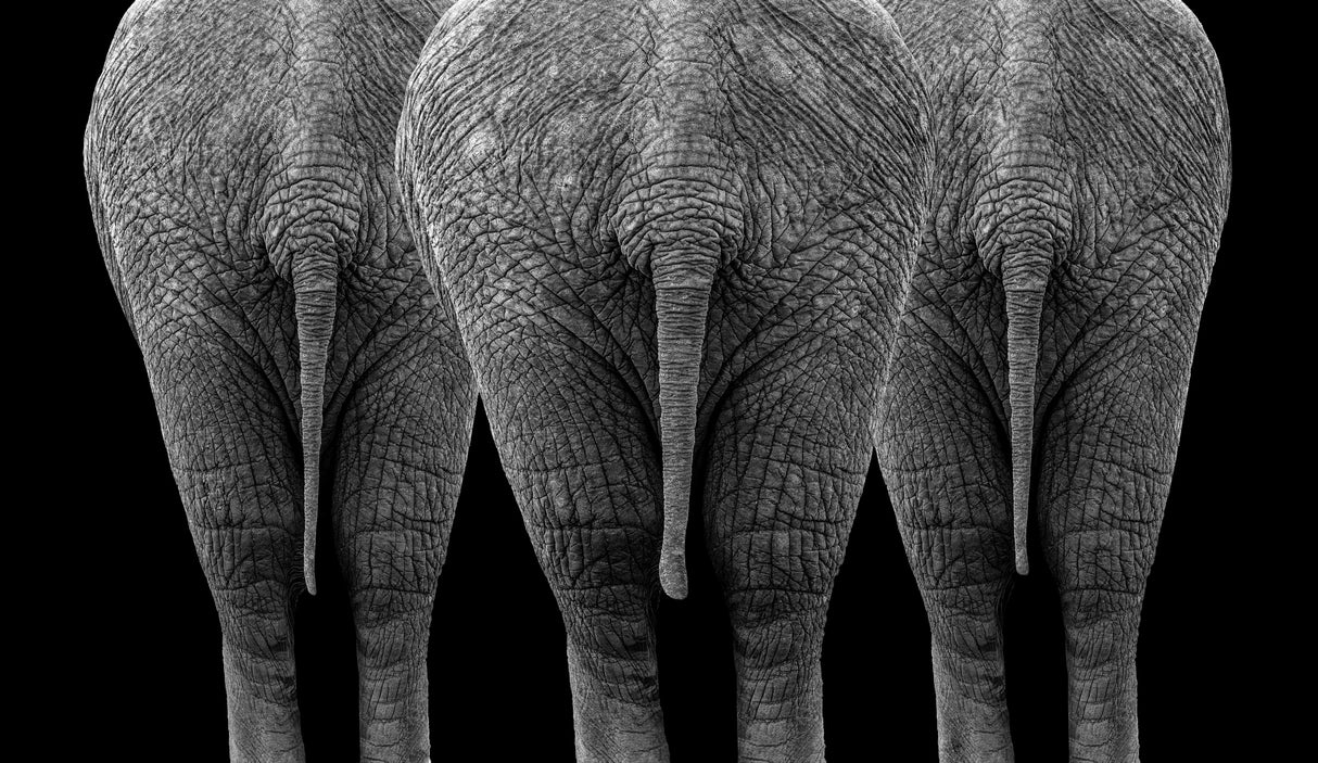 The Elephants Poster och Canvastavla