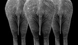 The Elephants Poster och Canvastavla
