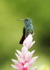 Hummingbird Poster och Canvastavla