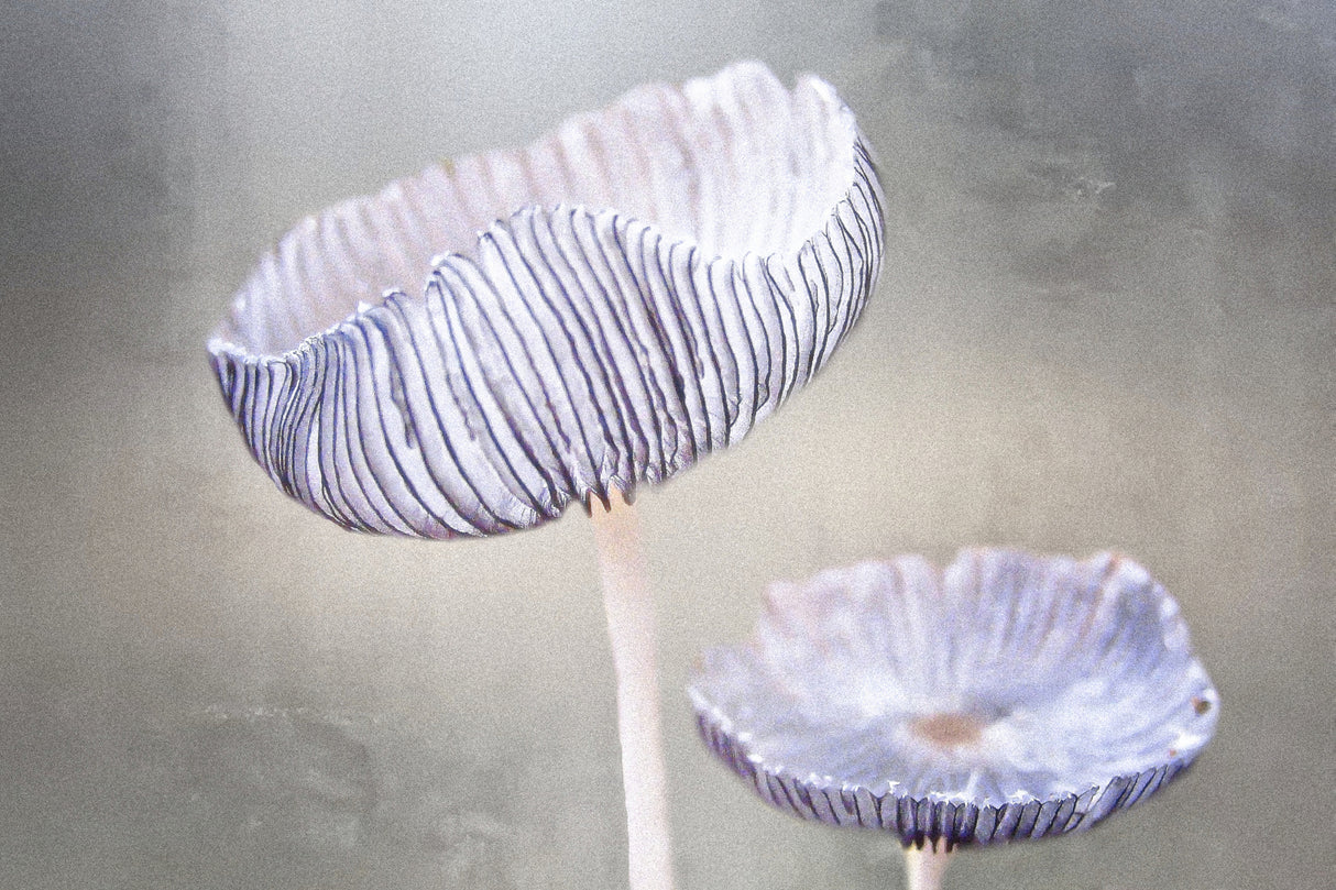 mushroom Poster och Canvastavla