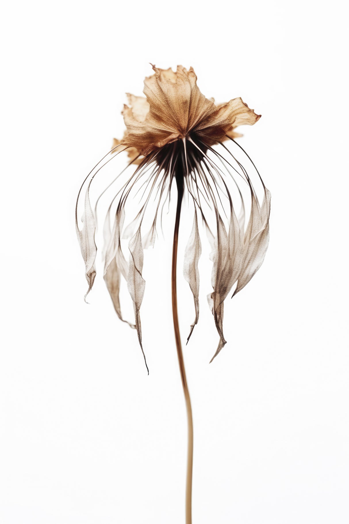 Dry Jelly Fish Flower Poster och Canvastavla