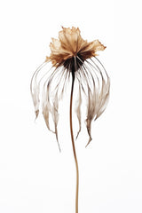 Dry Jelly Fish Flower Poster och Canvastavla
