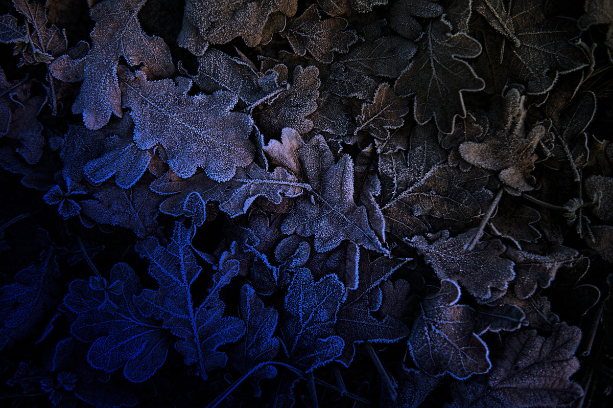 - Wintertime - Poster och Canvastavla