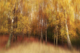 Autumn Impression Poster och Canvastavla