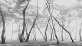 Mist Pine Forest Poster och Canvastavla