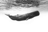 Sperm whale Poster och Canvastavla