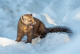 Pine Marten Poster och Canvastavla