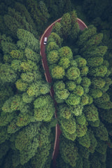 The path of music ripples through the forest Poster och Canvastavla