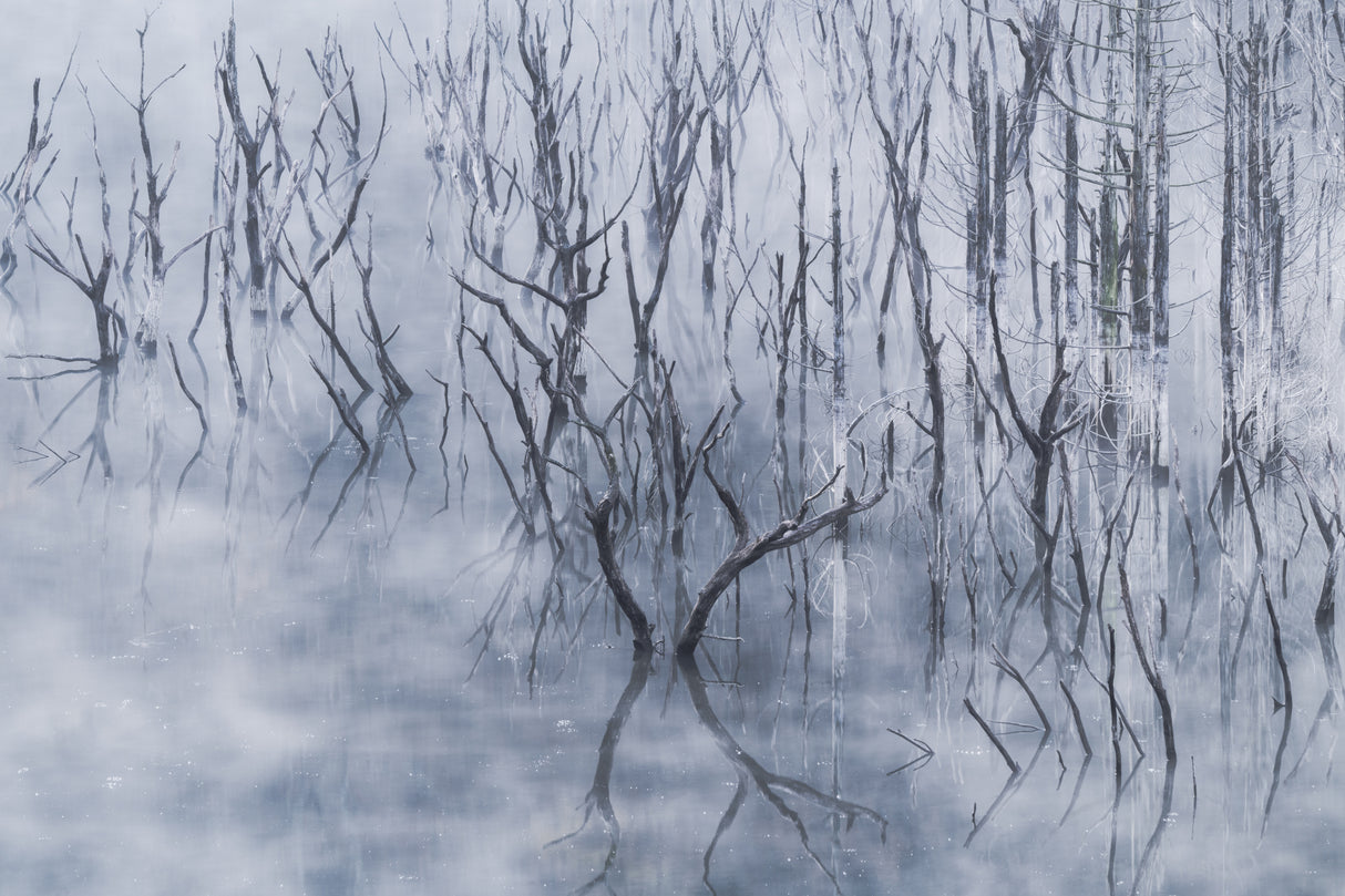 Muffled by fog Poster och Canvastavla