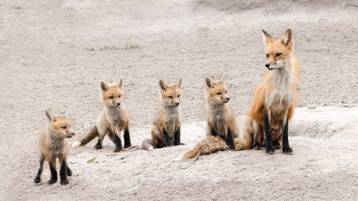 Family portrait Poster och Canvastavla