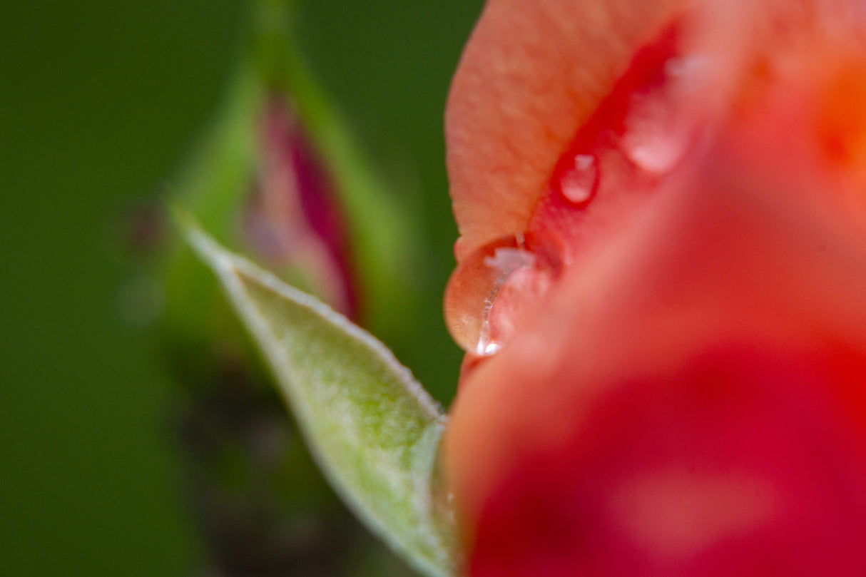 water drop and rose petal Poster och Canvastavla