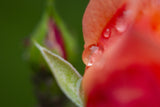 water drop and rose petal Poster och Canvastavla