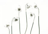 Snowdrops Poster och Canvastavla