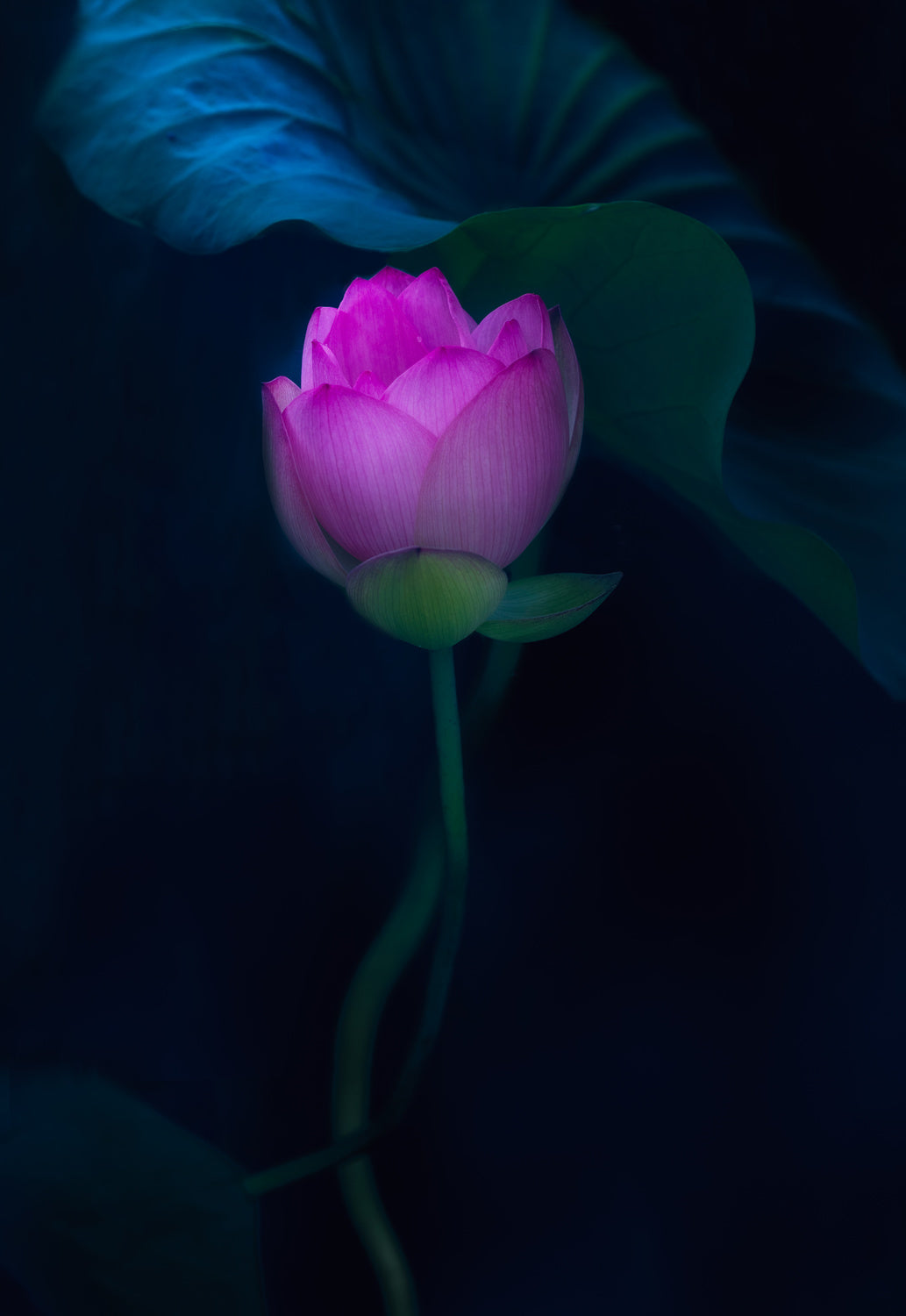 Lotus in light Poster och Canvastavla