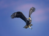 Bald Eagle Poster och Canvastavla