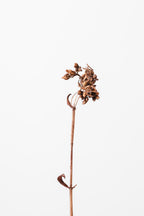 Dried brown plant_2 Poster och Canvastavla