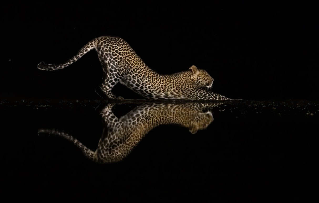 Leopard style yoga Poster och Canvastavla