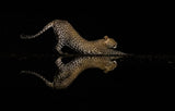 Leopard style yoga Poster och Canvastavla