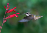 Flying Hummingbird Poster och Canvastavla